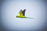 栗额金刚鹦鹉：拥有华丽外表和丰富智慧的珍贵鸟类
